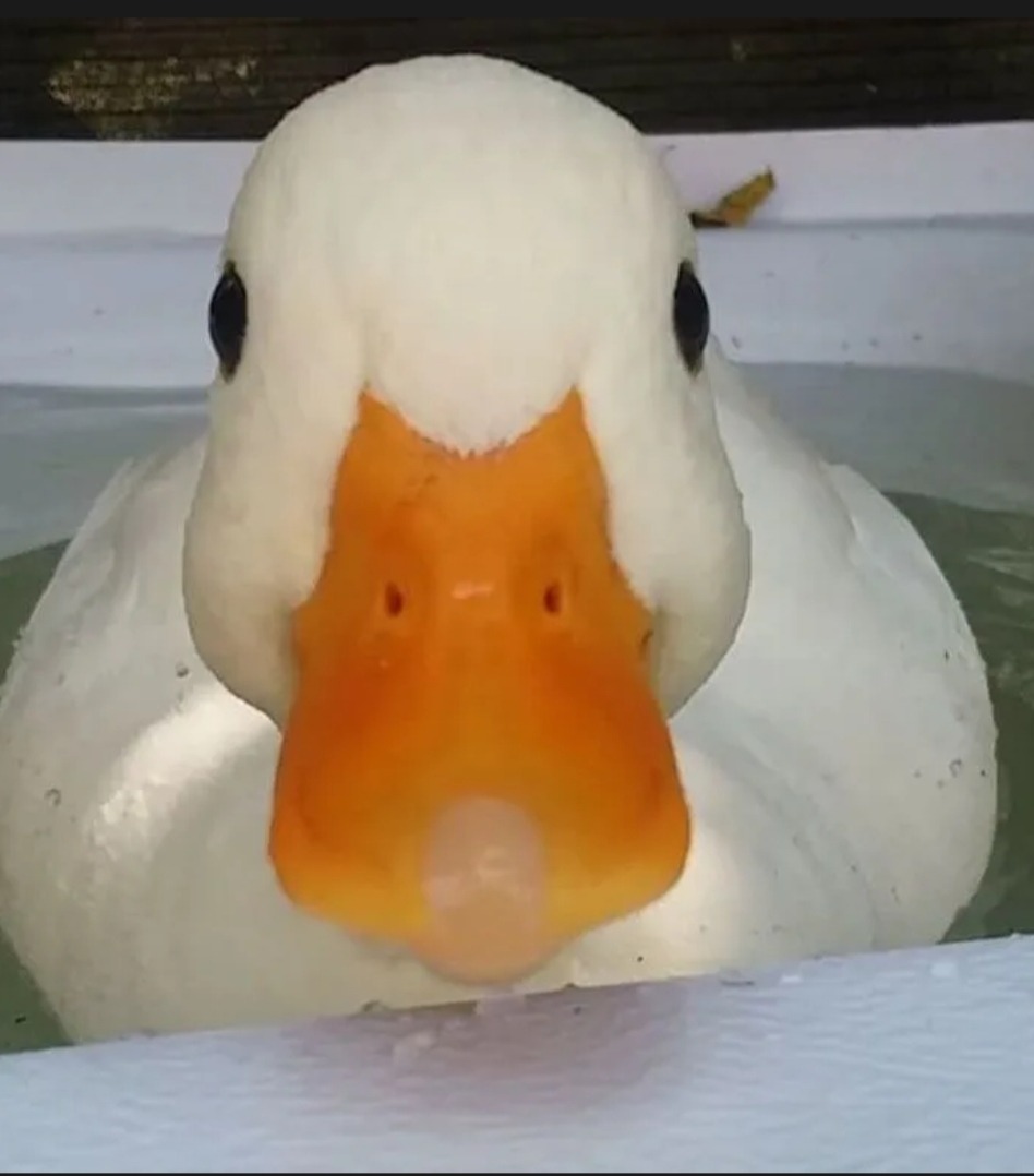 Stephen - Celles - Hainaut | Plan Q