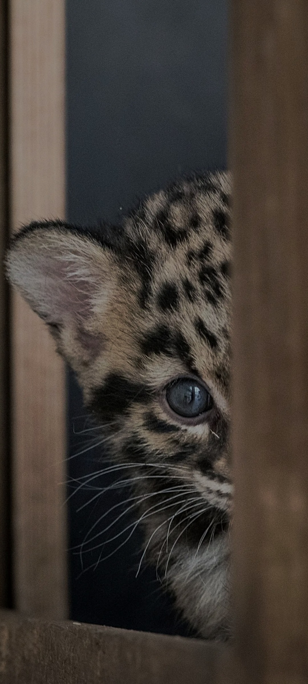 Nicolae - Herve - Liège | Plan Q